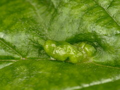 Dasineura ulmaria