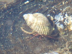 Pagurus granosimanus