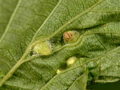 Dasineura ulmaria