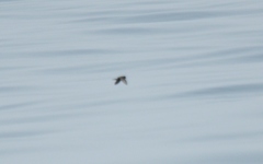 Hydrobates pelagicus