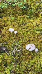 Agaricineae