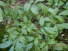 Aronia melanocarpa