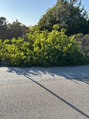 Acacia longifolia