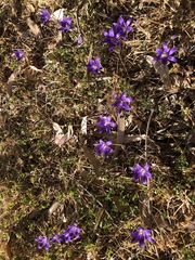 Brodiaea coronaria