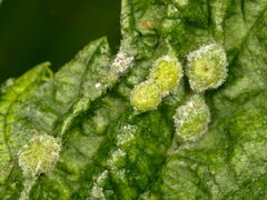 Dasineura ulmaria