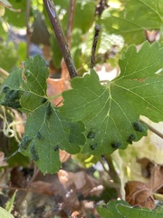 Colomerus vitis