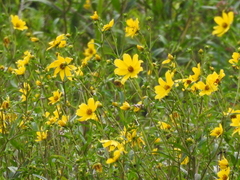Bidens laevis