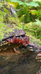 Phaeotremella foliacea