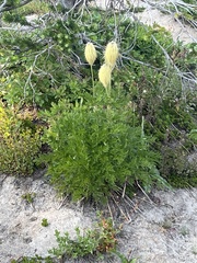 Pulsatilla occidentalis