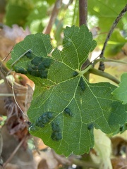 Colomerus vitis
