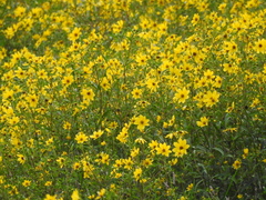Bidens laevis