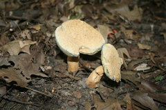 Gyroporus cyanescens