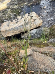 Eutrema edwardsii