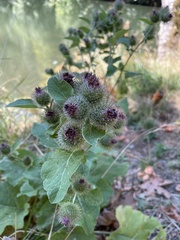 Arctium