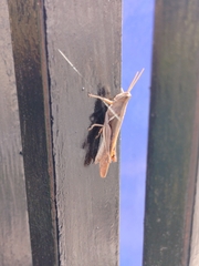 Stenocatantops splendens