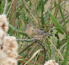 Ammodramus savannarum