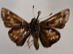 Hesperia comma laurentina