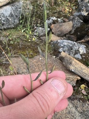 Eutrema edwardsii
