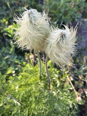 Pulsatilla occidentalis