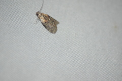 Pococera maritimalis