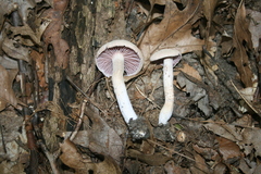 Laccaria ochropurpurea