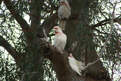 Cacatua tenuirostris