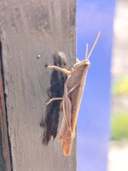 Stenocatantops splendens