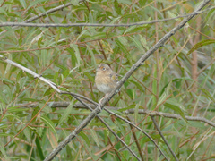 Ammodramus savannarum