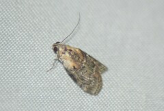 Pococera maritimalis