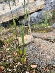 Eutrema edwardsii