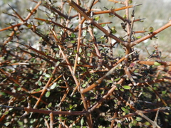 Coprosma