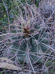 Hamatocactus hamatacanthus