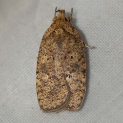 Agonopterix thelmae