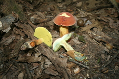 Lanmaoa pseudosensibilis