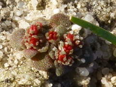 Crassula umbellata