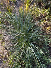 Xerophyllum tenax
