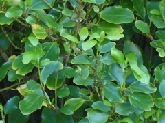 Griselinia littoralis