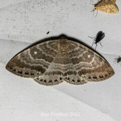 Cyclidia rectificata