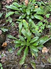 Micranthes micranthidifolia