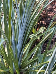 Xerophyllum tenax