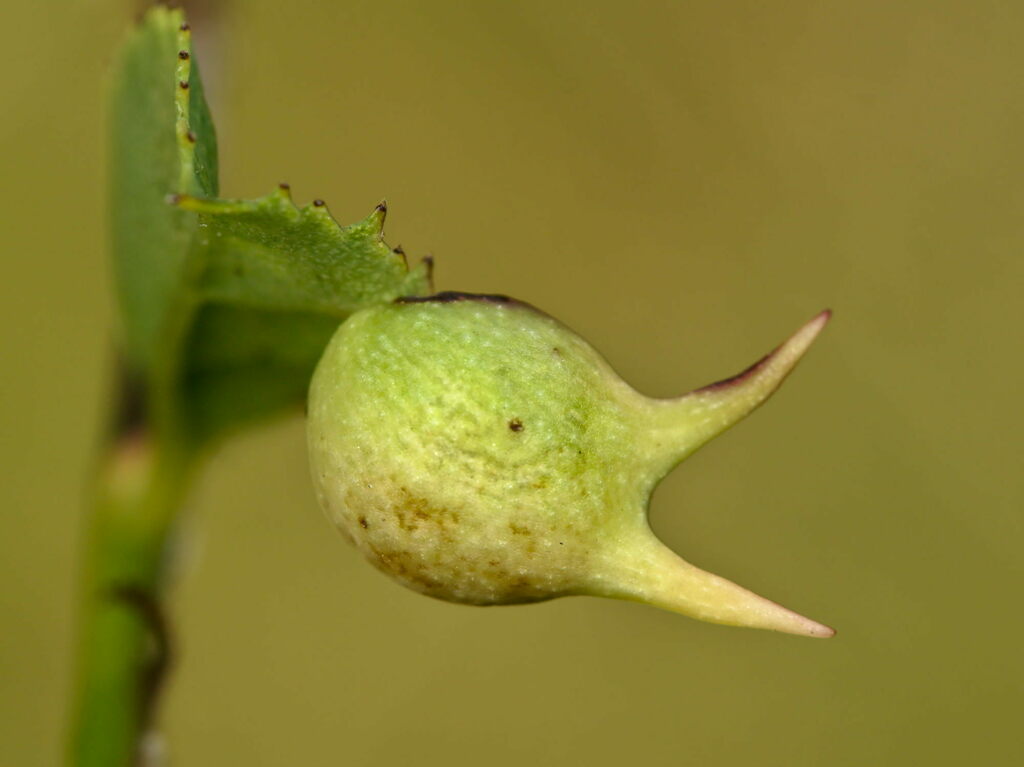 Sputnik Gall Wasp