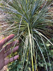 Xerophyllum tenax