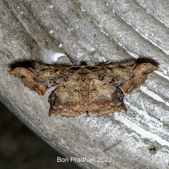 Krananda semihyalina