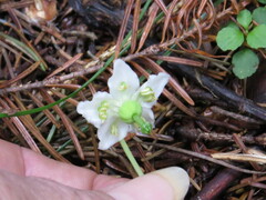 Moneses uniflora