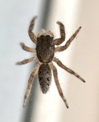 Platycryptus californicus