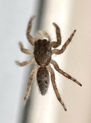 Platycryptus californicus