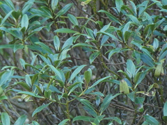 Myoporum laetum