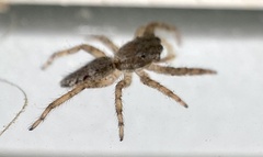 Platycryptus californicus