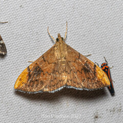 Hyalobathra coenostolalis