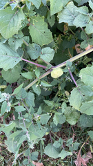 Physalis grisea
